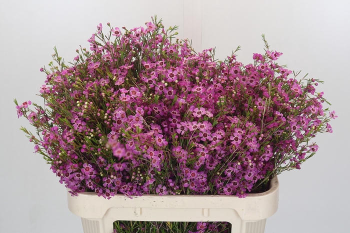 <h4>Chamelaucium Niek's Pride</h4>