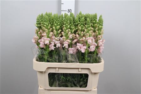 <h4>Antirrhinum majus 'Costa Silver'</h4>