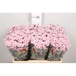 Chr S Mad Tyolo Bico