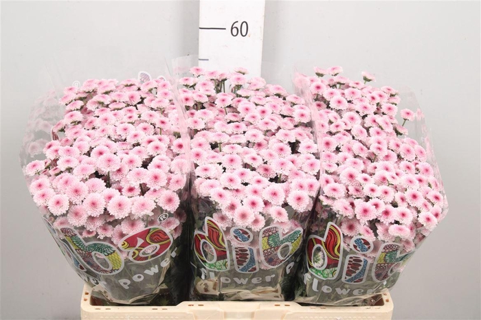 <h4>Chr S Mad Tyolo Bico</h4>