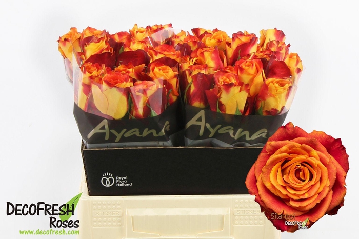 <h4>R Gr Silantoi</h4>