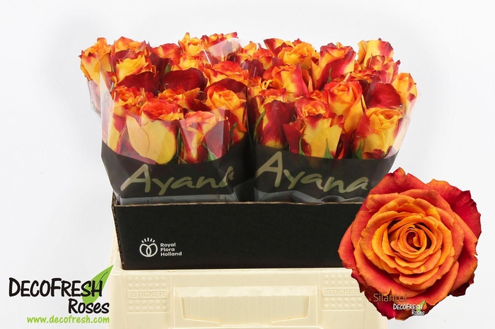 <h4>R Gr Silantoi</h4>