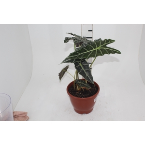 ALOCASIA AMAZONICA P23