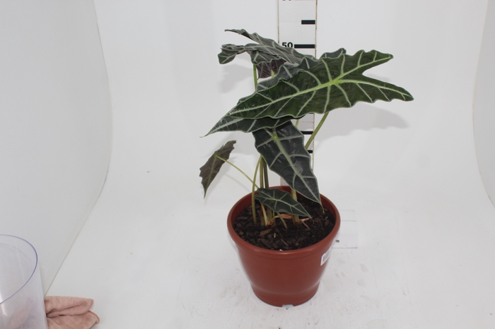 <h4>ALOCASIA AMAZONICA P23</h4>