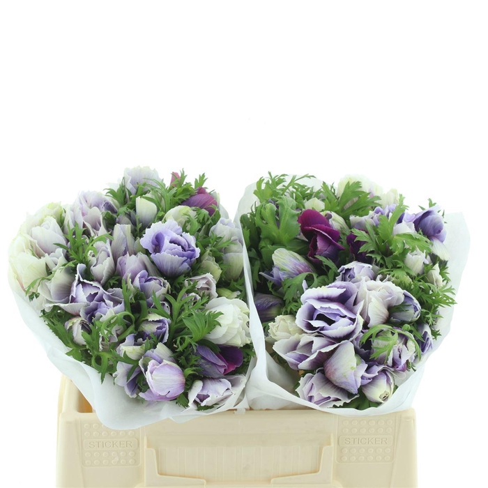 <h4>Anem Mistral Azuur Blue Super</h4>