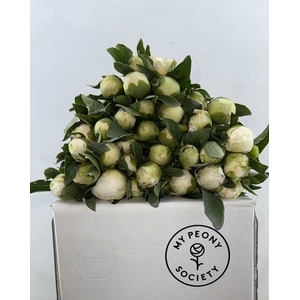 Paeonia Duchesse De Nemours