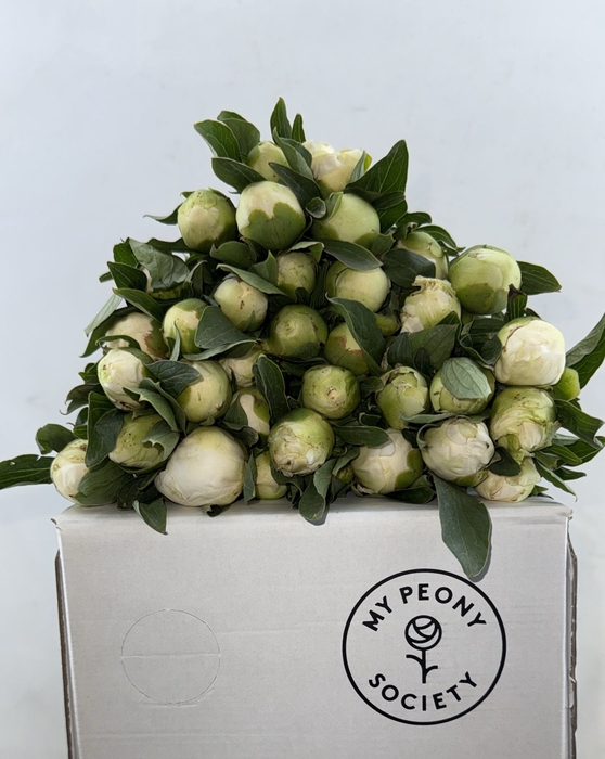 <h4>Paeonia Duchesse De Nemours</h4>
