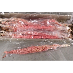 PF Amaranthus Hang L.Pink Bs