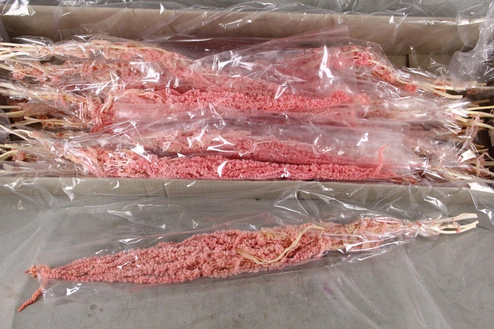 <h4>PF Amaranthus Hang L.Pink Bs</h4>