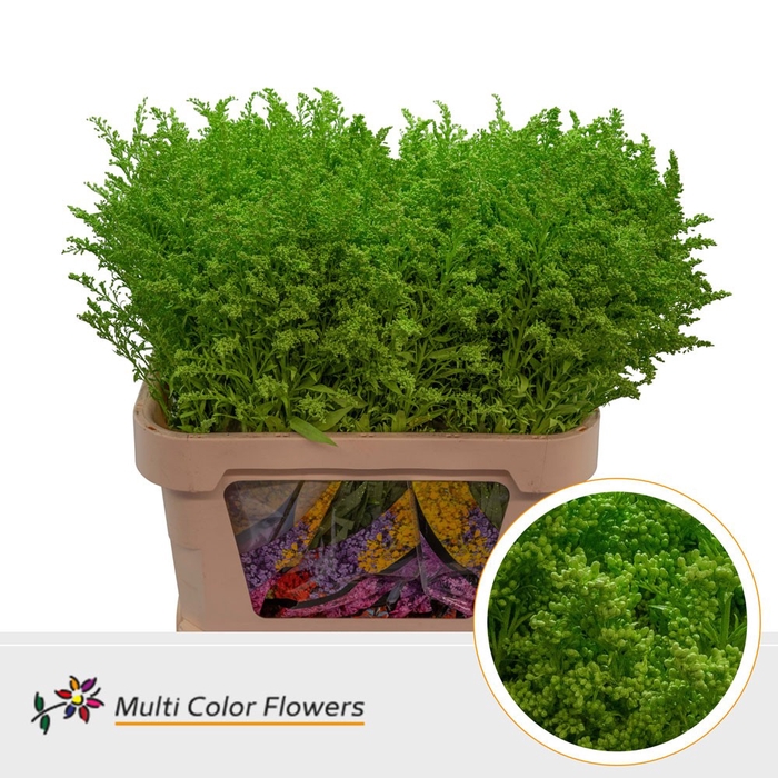 <h4>Solidago Groen Appel</h4>