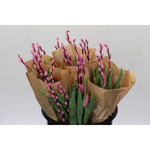BQ Tulp Salix Pink