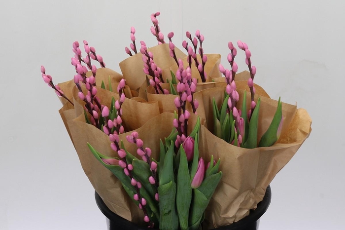 <h4>Bq Tulp Salix Pink Promo</h4>