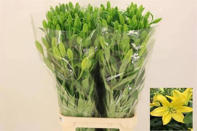 <h4>LI LA NASHVILLE</h4>