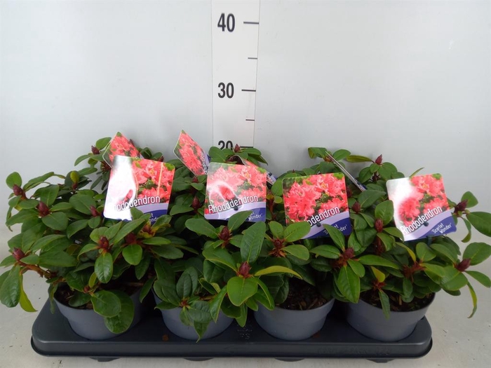 <h4>Rhododendron forr. 'Scarlet Wonder'</h4>