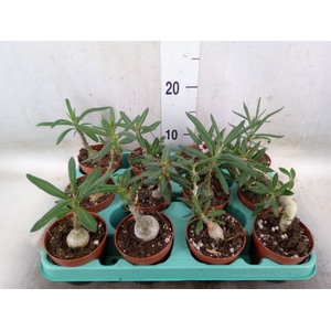 Pachypodium   ...