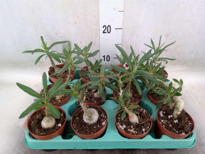 <h4>Pachypodium   ...</h4>