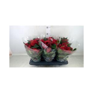 Euphorbia pulc. 'Allegra'