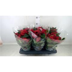 <h4>Euphorbia pulc. 'Allegra'</h4>