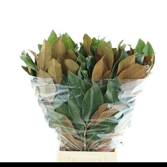 <h4>MAGNOLIA GRANDIFL BS</h4>