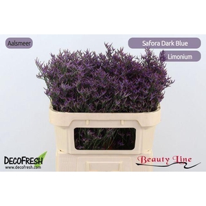 LIMONIUM SAFORA DARK BLUE LIM SAF D