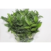 FOLHAGEM RUSCUS 050 CM