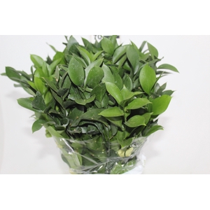 FOLHAGEM RUSCUS 060 CM