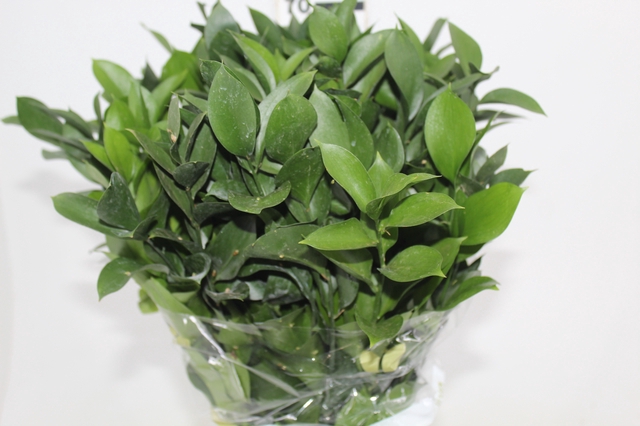 FOLHAGEM RUSCUS 040 CM