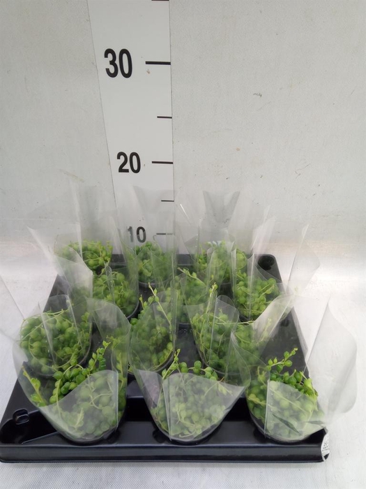 <h4>Senecio rowleyanus</h4>