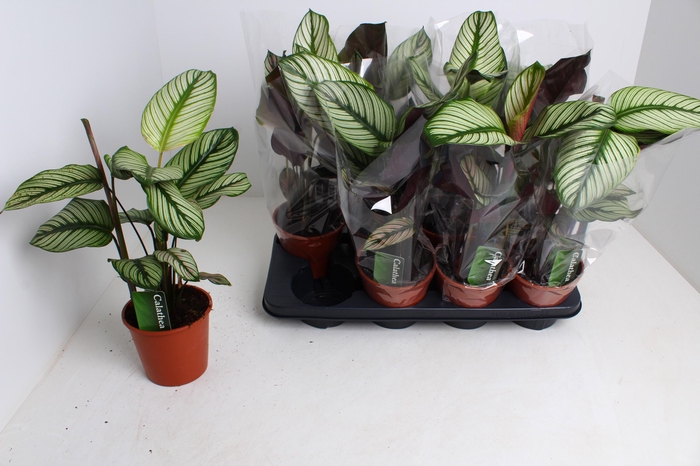 <h4>CALAT MA WHITESTAR</h4>