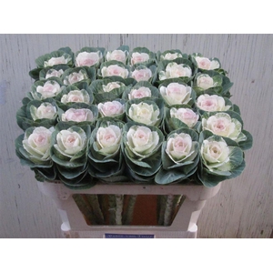 Brassica Empire Anna