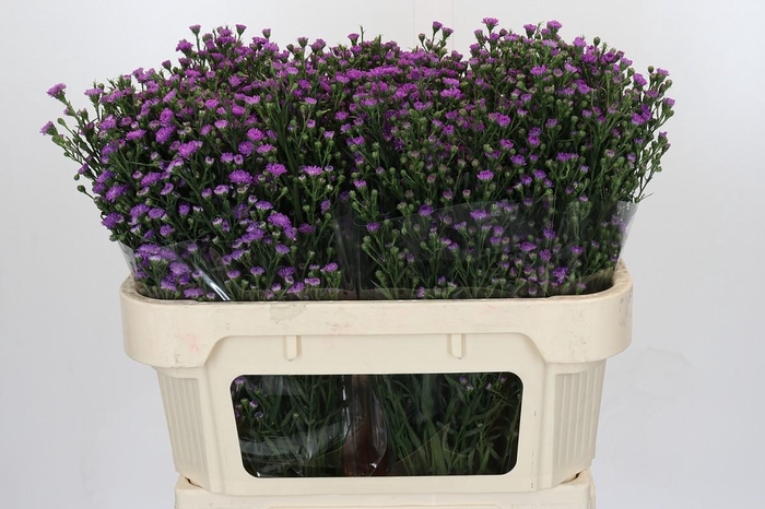 <h4>Aster Baby Pink</h4>
