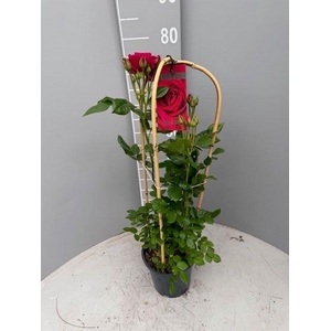 ROSA FL GLAM SELECT