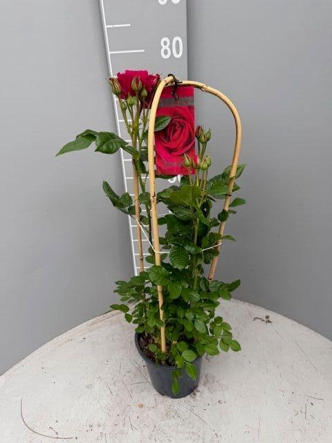 <h4>ROSA FL GLAM SELECT</h4>