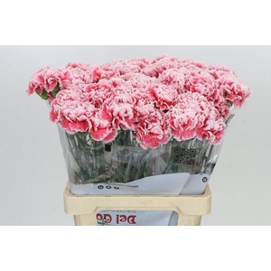 Dianthus St Misaki