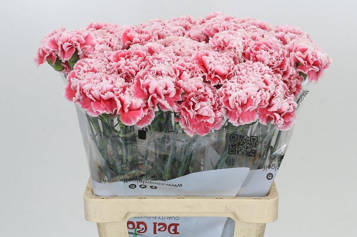 <h4>Dianthus St Misaki</h4>