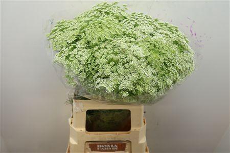 <h4>Ammi Visnaga</h4>