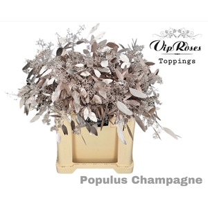 Euca Populus Bes Champagne