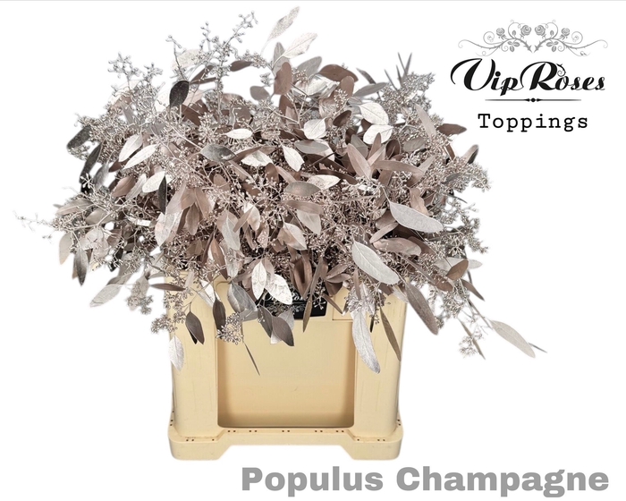 <h4>EUCA POPULUS BES CHAMPAGNE</h4>