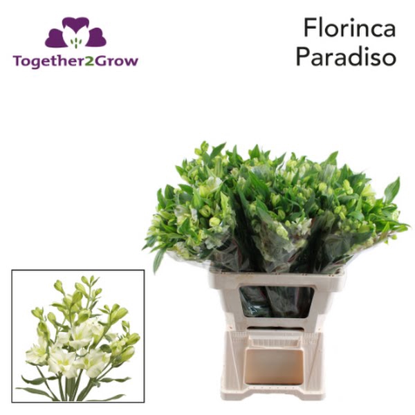 <h4>Alstr Florinca Paradiso T2G</h4>