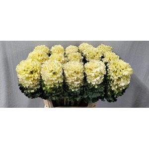 BRASS CRANE RU WHITE