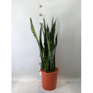 Sansevieria trifa. 'Black Coral'