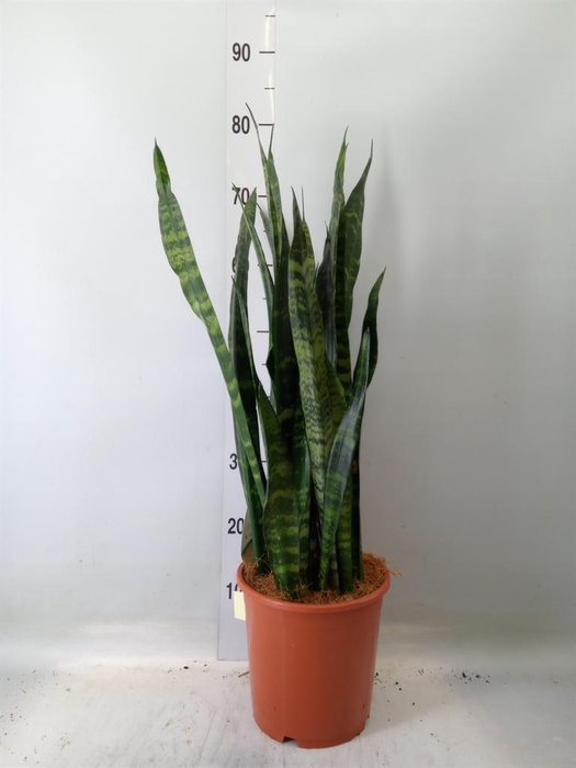 <h4>Sansevieria trifa. 'Black Coral'</h4>