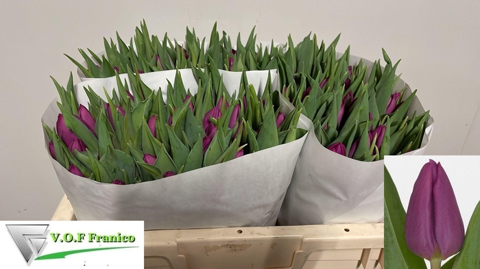 <h4>TU EN PURPLE PRINCE</h4>