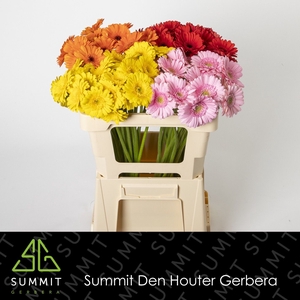 Germini Mix 4 kleuren Water