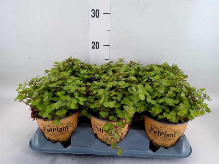 <h4>Callisia repens</h4>