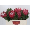 Protea Cynaroides Madiba