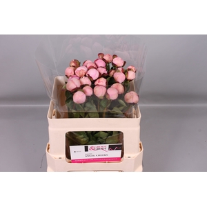 Paeonia Angel Cheeks