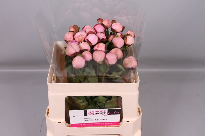 <h4>Paeonia Angel Cheeks</h4>