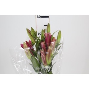 LIRIO TOUCHSTONE 080 CM HT 3/5 FLS