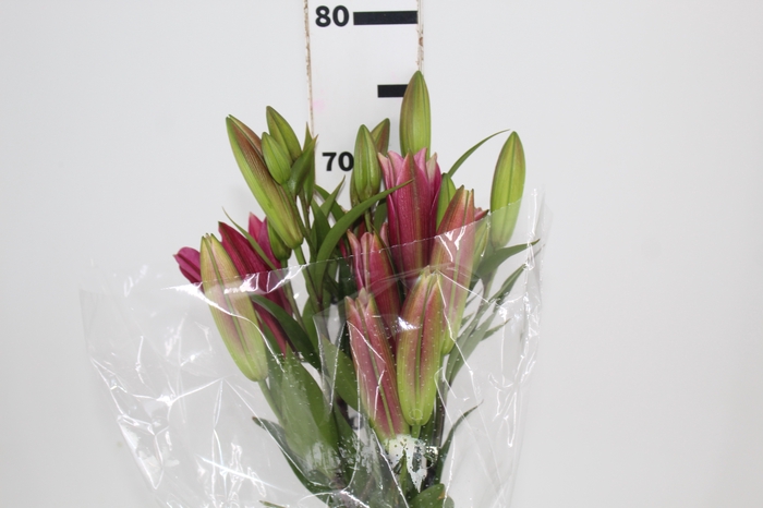 <h4>LIRIO TOUCHSTONE 080 CM HT 3/5 FLS</h4>